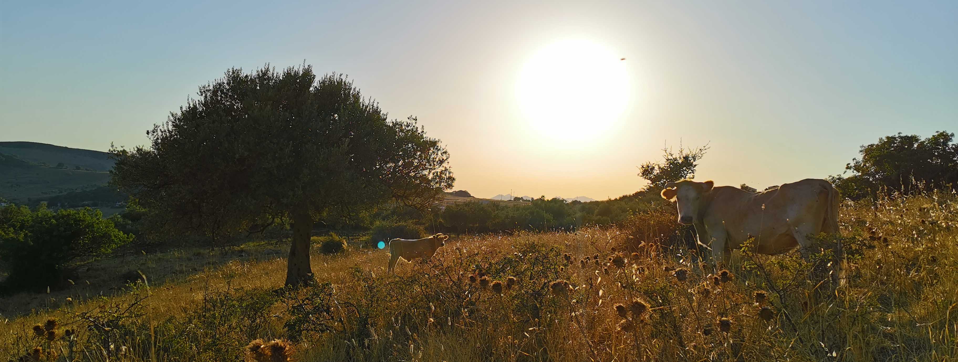 Coastal landscape, Sicily
